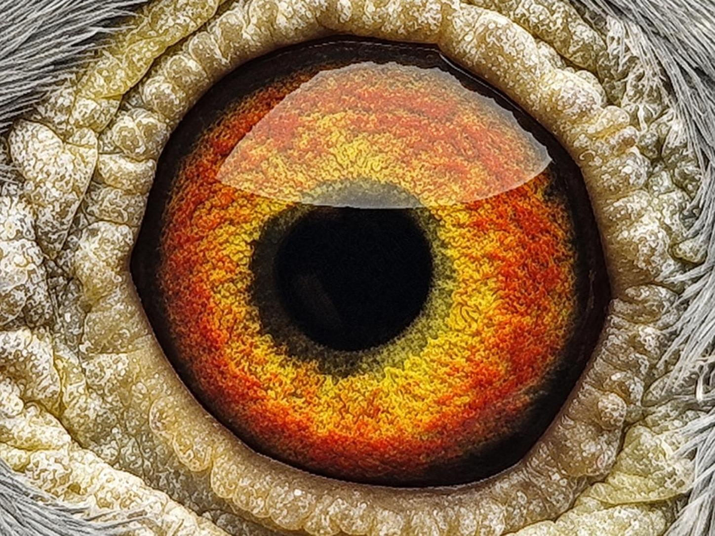 Pigeon eye